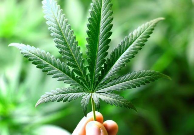 Trovato con 5 piante di marijuana in giardino, denunciato un 62enne di Pollenza
