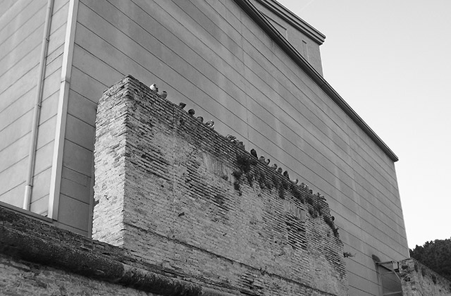 Piccioni (colombi urbani) sugli edifici di Senigallia