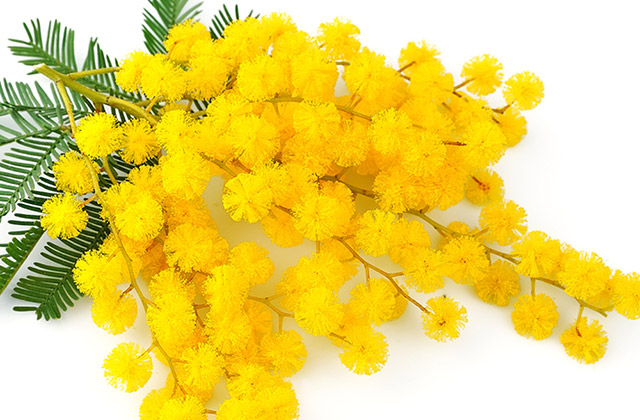 La mimosa, simbolo dell'8 marzo e della festa della donna