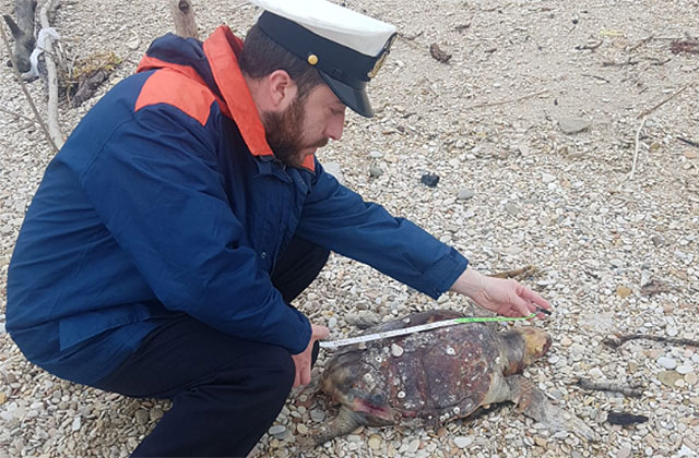 I rilievi da parte della Guardia Costiera sulla tartaruga marina rinvenuta sulla spiaggia di Montemarciano