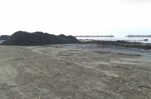 Enormi quantità di rifiuti spiaggiati a Senigallia