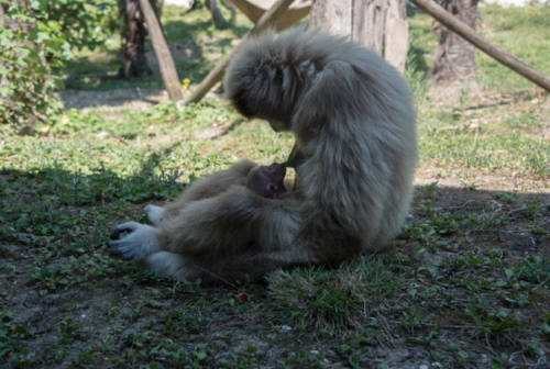 Cresce la famiglia dei gibboni al Parco Zoo. È arrivato il quinto figlio per mamma Nonouse e papà Cheeky