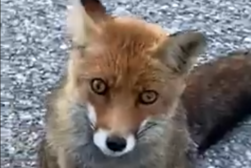 Forca di Presta, curioso incontro tra uomo e volpe. L’animale accetta una crostatina (VIDEO)