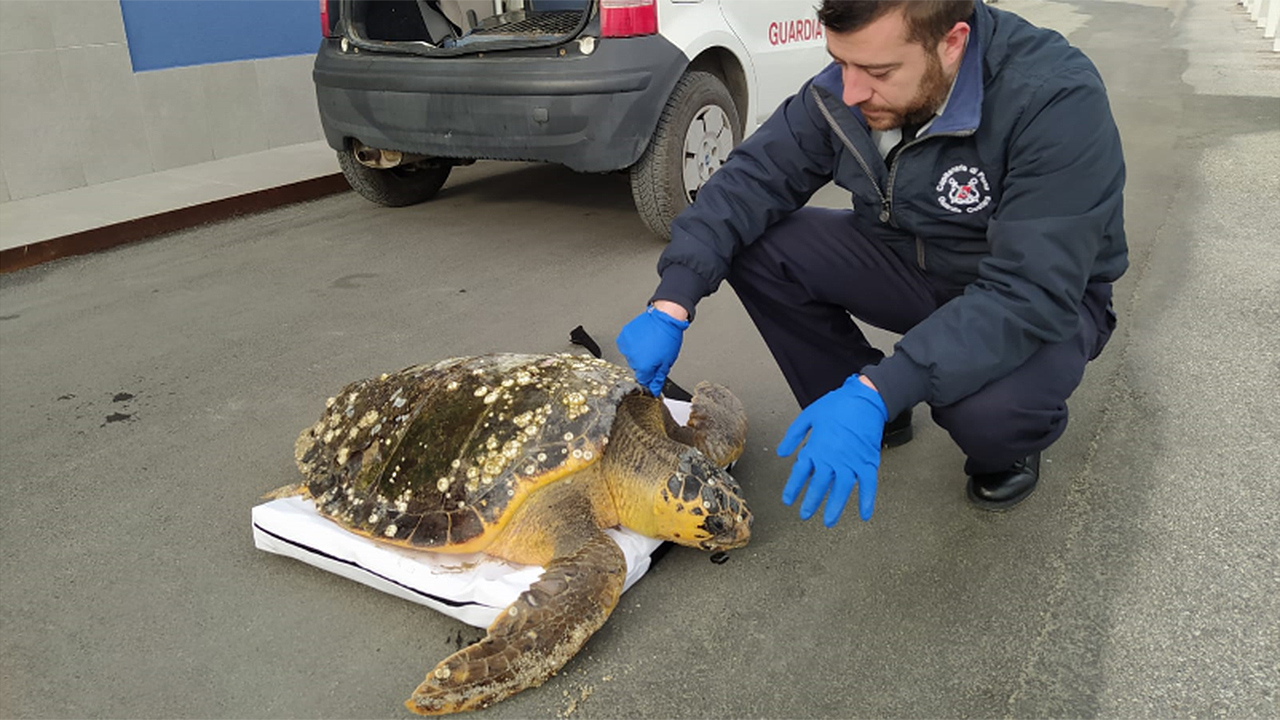 La tartaruga ferita tratta in salvo a Senigallia