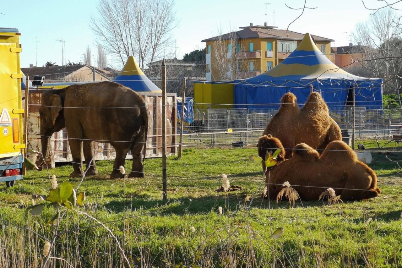 Gli animali del circo a Senigallia