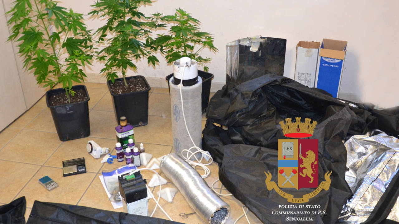 L'attrezzatura per produrre marijuana sequestrata dalla polizia a Senigallia