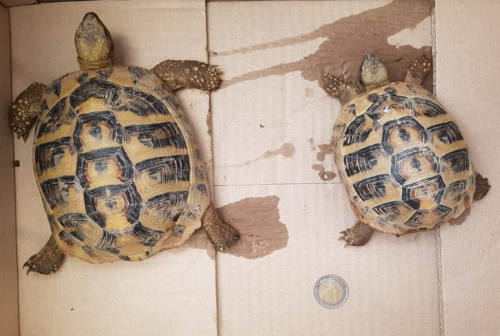 Ancona, sbarcano al porto con due tartarughe in una busta: denunciati