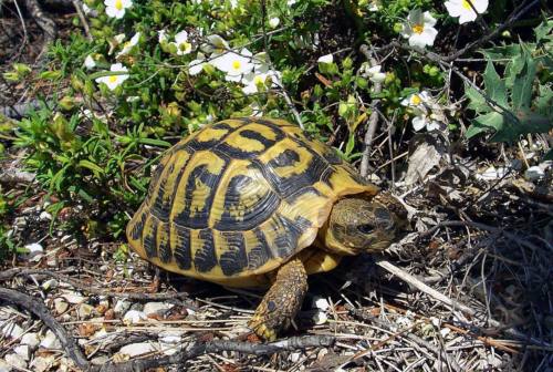 Un terrario di 60 tartarughe nel giardino, ma 10 sono illegali: denunciata una jesina