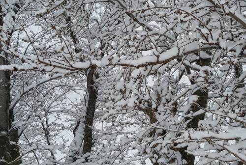 Allerta meteo: arriva la neve sulle Marche, anche a quote basse