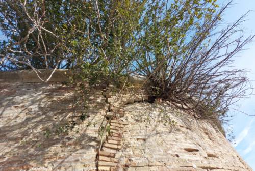 Ancona, l’attacco di Andreoli (Lega): «Scritte rosa e alberi sulle mura della Cittadella e del Forte Altavilla»