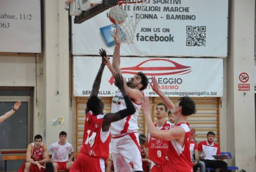 Basket, Goldengas Senigallia: ora c’è la sosta. Il 21 marzo inizia la fase due