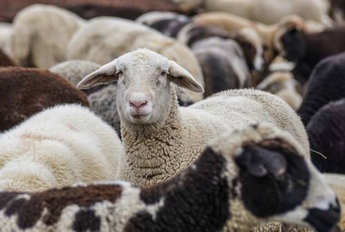 Castelfidardo, strage di pecore alle porte del paese. Coldiretti Ancona lancia l’sos allevamenti