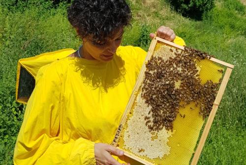 Caldo rovente e siccità minacciano le api