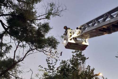 Pesaro, gattino incastrato a 15 metri d’altezza salvato dalle volontarie Enpa e Vigili del fuoco