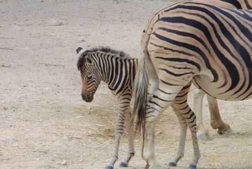 Falconara, il Parco Zoo omaggia Tamberi: il primo nato del dopo Olimpiadi è la zebra Gimbo