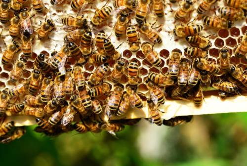 Offida, assemblea apicoltori, Antonini: «Settore in crescita, le Marche seconde in Italia»