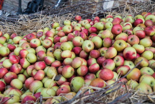 A Montedinove è tempo di mele rosa. Stand e prodotti tipici per la tappa del Grand Tuor delle Marche