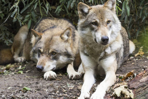 L’associazione La Lupus in Fabula: «Un cinghiale mangiato dai lupi è una non-notizia: in atto una campagna mediatica contro i lupi»