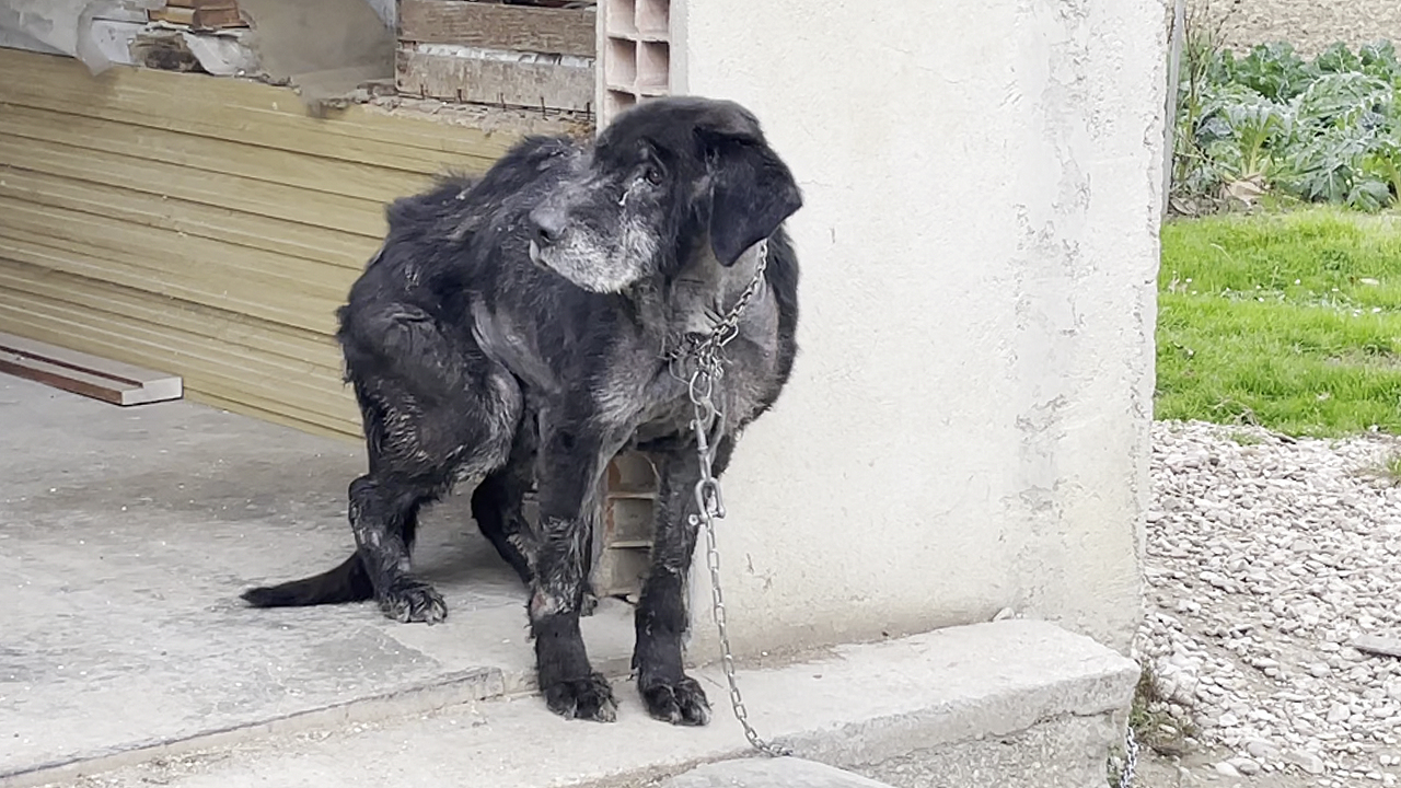 Sequestrato un cane a Senigallia legato, malato e malnutrito