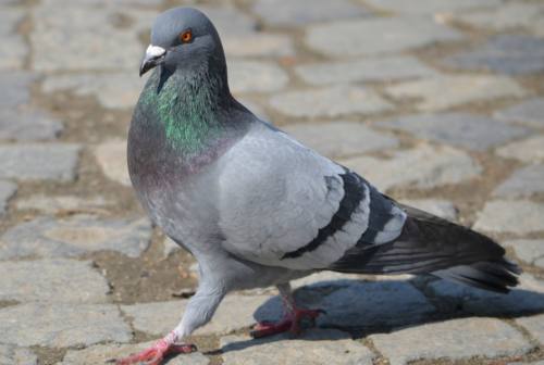 Vallefoglia dichiara guerra i piccioni: annunciate misure di contenimento