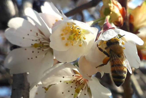 “Bee safe”, dal Parco dei monti Sibillini un progetto per tutelare le api e la biodiversità