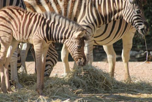 Festa e fiocco a strisce al Parco Zoo di Falconara, è nato un nuovo cucciolo di zebra