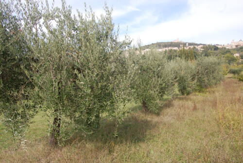 Raccolta oliva, Coldiretti Pesaro: «Aumenti del 66% per la molitura, 130% del gasolio»