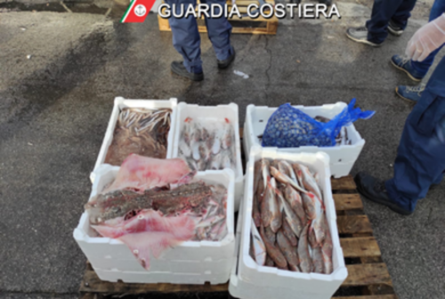Controlli sulla pesca, multe per 12mila euro e oltre 50 chili di prodotti sequestrati dalla Guardia Costiera