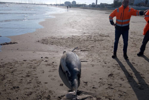 Civitanova Marche, ritrovata sulla spiaggia la carcassa di un delfino