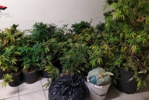 Serra di marijuana nel casolare e oltre 4 chili di erba pronta per lo spaccio in casa, arrestato a Monteprandone