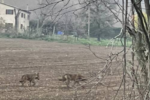 Fano, avvistati 2 lupi in zona Bellocchi ma i cittadini si dividono: «Inutili le segnalazioni»