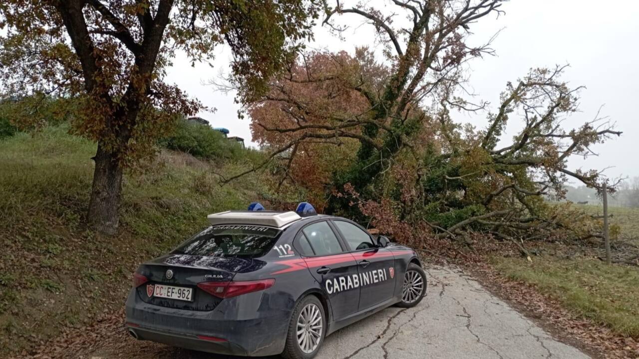 Il grosso albero crollato sulla strada a Corinaldo