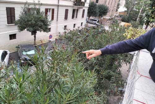 Ancona, proteste dal Passetto: «Erba alta, marciapiedi rotti e alberi fin dentro i balconi. Fate qualcosa». Il reportage