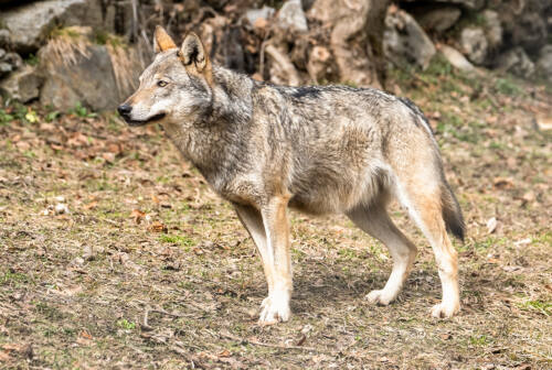 Osimo, nuova incursione di lupi in fattoria