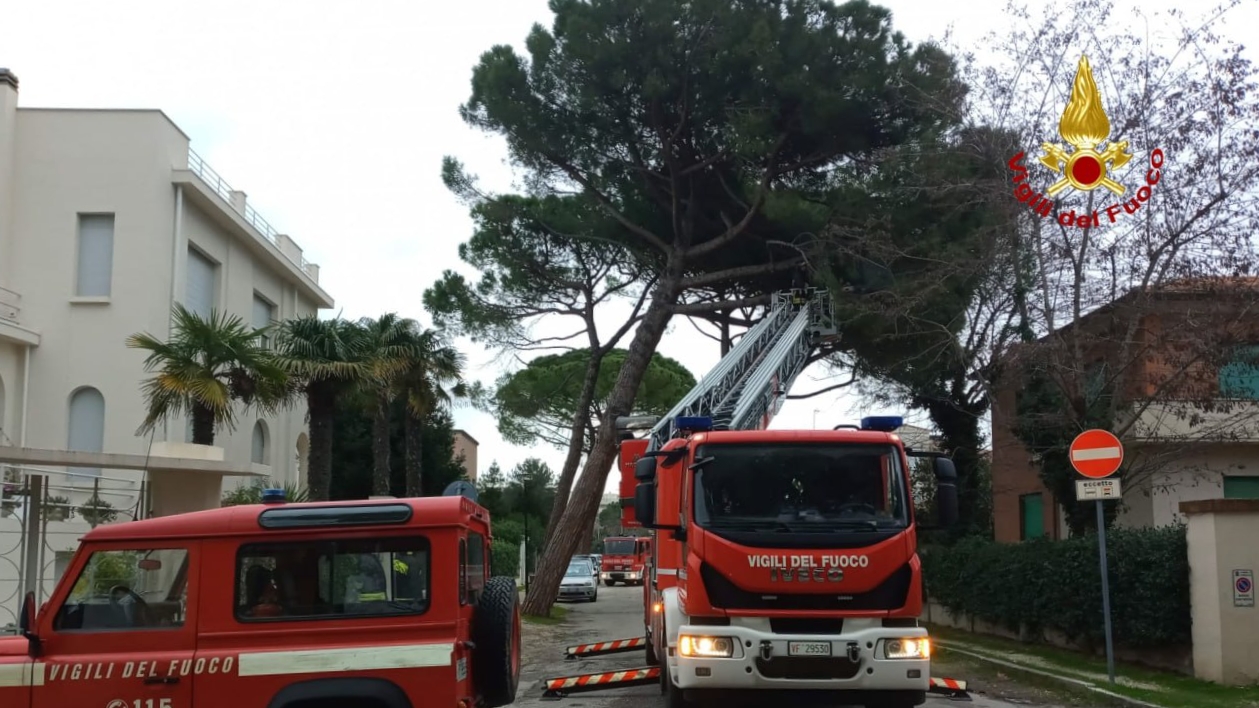 L'intervento dei vigili del fuoco per un albero pericolante a Senigallia