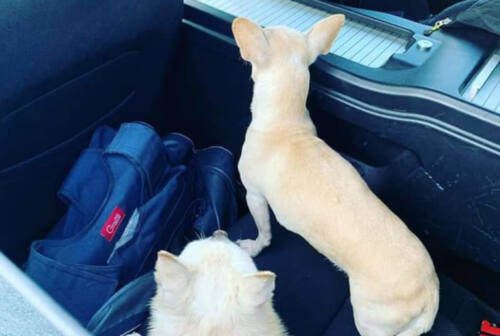 Civitanova, cagnolini in fuga in superstrada: recuperati dalla Polstrada