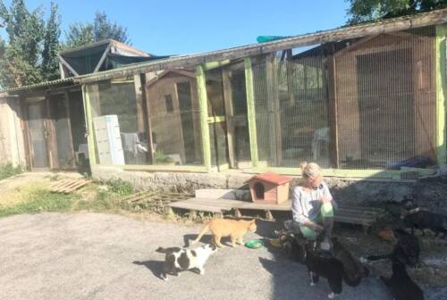 Civitanova, al gattile oltre cento felini adottati nel 2022