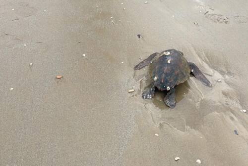 Pesaro, due tartarughe spiaggiate per il mare mosso. Una messa in salvo