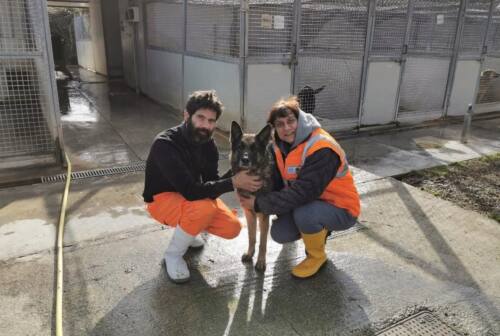 Civitanova, oltre cento cani adottati nel 2022. Gli operatori del Canile: «Diversi arrivano da chi si stanca»