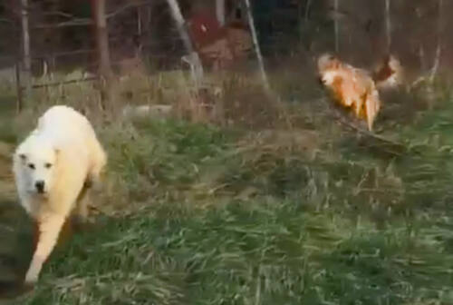 Cartoceto, lupi a ridosso di una casa tenuti a bada da un pastore maremmano – VIDEO