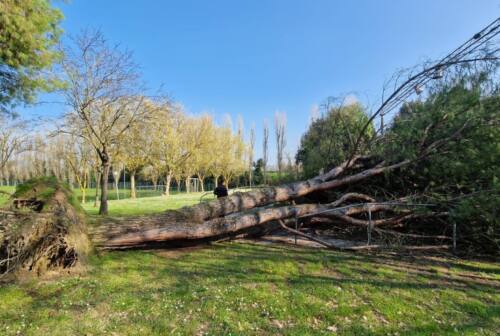Crolla a terra un albero sano, l’amministrazione chiude l’area vicino al circolo della Cannella