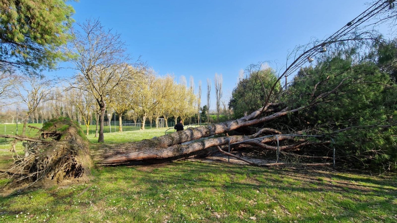 Crolla a terra un albero nell'area verde pubblica della Cannella