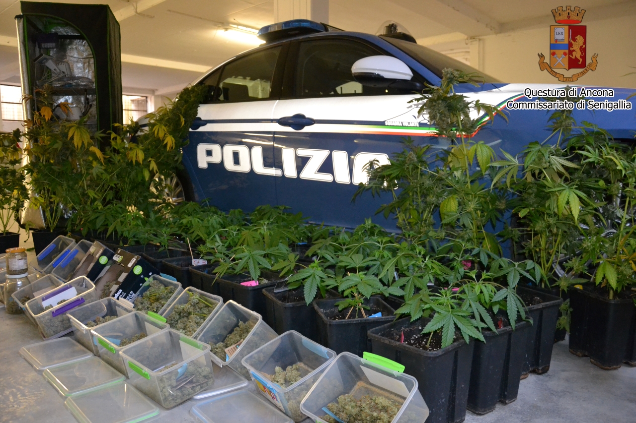 La droga e l'attrezzatura per coltivare marijuana in casa sequestrate dalla Polizia di Senigallia