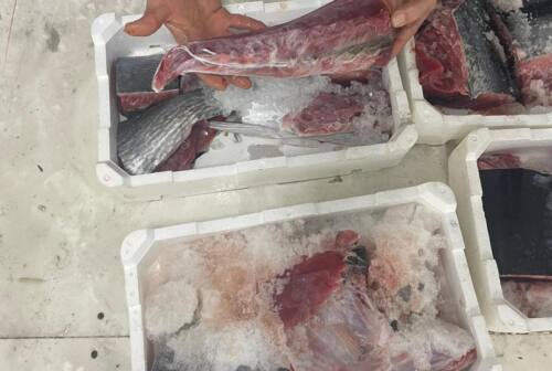 Ancona, tranci di tonno rosso pescato a strascico a bordo di un motopesca: scatta la multa da 4mila euro e il sequestro della rete