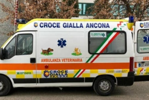Da Perugia a Monaco: il viaggio con l’ambulanza della Croce Gialla di Ancona di Lucky, pastore tedesco investito