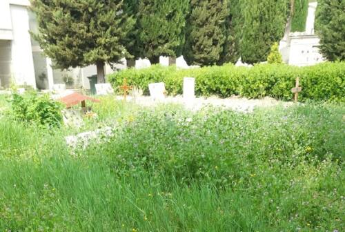 Ascoli, tombe avvolte tra le sterpaglie: polemica al cimitero
