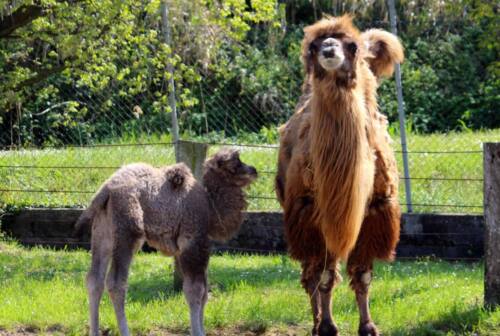Falconara: al Parco Zoo c’è Alessandra, femmina di cammello nata da pochi giorni