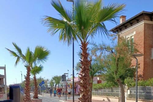 Pesaro, palme americane e piante tropicali: Viale Trieste si prepara alla pedonalizzazione